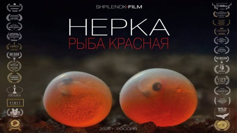 Нерка. Рыба красная, постер, дата выхода, кадры, трейлер